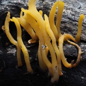 Calocera sp. at Acton, ACT - 6 Jun 2016 01:25 PM