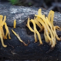 Calocera sp. at Acton, ACT - 6 Jun 2016