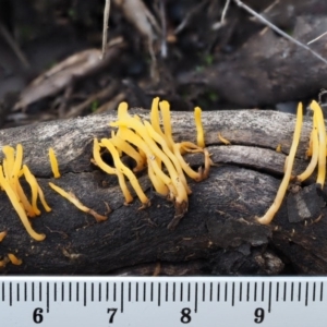 Calocera sp. at Acton, ACT - 6 Jun 2016 01:25 PM