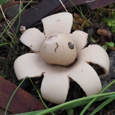 Geastrum sp. (genus) (An earthstar) at Acton, ACT - 6 Jun 2016 by KenT