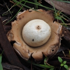 Geastrum sp. at Acton, ACT - 6 Jun 2016 11:07 AM