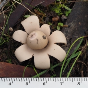 Geastrum sp. at Acton, ACT - 6 Jun 2016