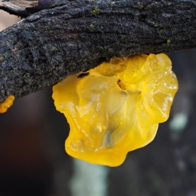 Tremella mesenterica (Witch's Butter or Yellow Brain) at Black Mountain - 6 Jun 2016 by KenT