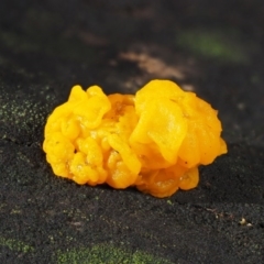 Tremella mesenterica at Acton, ACT - 6 Jun 2016 10:29 AM