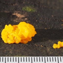 Tremella mesenterica at Acton, ACT - 6 Jun 2016 10:29 AM