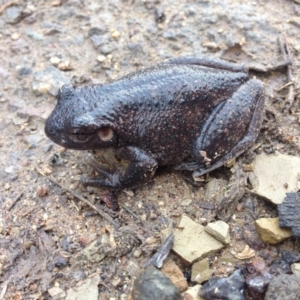 Litoria peronii at Gilmore, ACT - 12 Jun 2016 09:43 PM