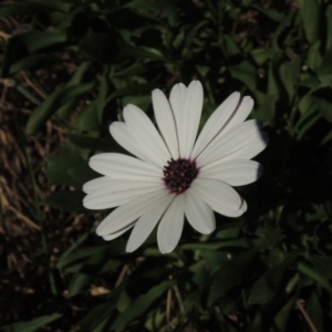 Dimorphotheca ecklonis at Monash, ACT - 11 Apr 2016