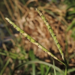 Paspalum distichum (Water Couch) at Monash, ACT - 11 Apr 2016 by michaelb