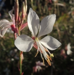 Oenothera lindheimeri (Clockweed) at Monash, ACT - 11 Apr 2016 by michaelb