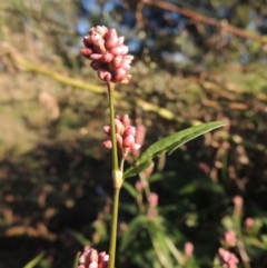 Persicaria decipiens (Slender Knotweed) at Monash, ACT - 11 Apr 2016 by MichaelBedingfield