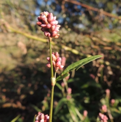 Persicaria decipiens (Slender Knotweed) at Monash, ACT - 11 Apr 2016 by MichaelBedingfield