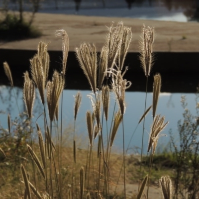 Chloris virgata (Feathertop Rhodes Grass) at Tuggeranong Creek to Monash Grassland - 11 Apr 2016 by michaelb