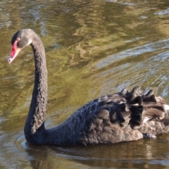 Cygnus atratus (Black Swan) at Isabella Pond - 11 Apr 2016 by michaelb