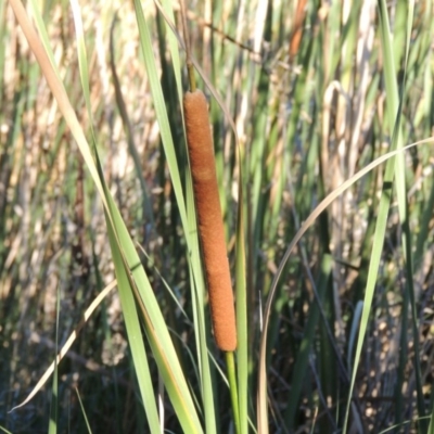 Typha domingensis (Bullrush) at Monash, ACT - 11 Apr 2016 by michaelb