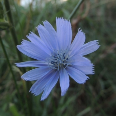 Cichorium intybus (Chicory) at Monash, ACT - 11 Apr 2016 by MichaelBedingfield