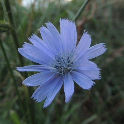 Cichorium intybus (Chicory) at Tuggeranong Creek to Monash Grassland - 11 Apr 2016 by michaelb