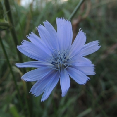 Cichorium intybus (Chicory) at Isabella Pond - 11 Apr 2016 by michaelb