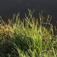 Paspalum distichum (Water Couch) at Tuggeranong Creek to Monash Grassland - 11 Apr 2016 by michaelb