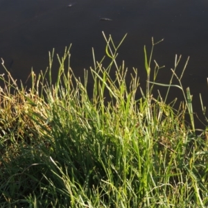 Paspalum distichum at Monash, ACT - 11 Apr 2016 06:15 PM