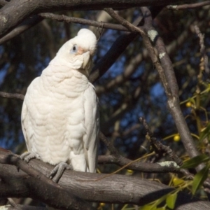 Cacatua sanguinea at Higgins, ACT - 13 Jun 2016