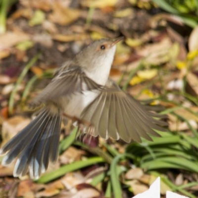 Malurus cyaneus (Superb Fairywren) at Higgins, ACT - 13 Jun 2016 by Alison Milton