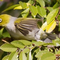 Zosterops lateralis (Silvereye) at Higgins, ACT - 13 Jun 2016 by AlisonMilton