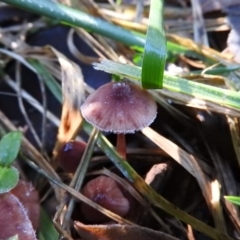 Mycena sp. (Mycena) at Fadden Hills Pond - 11 Jun 2016 by RyuCallaway