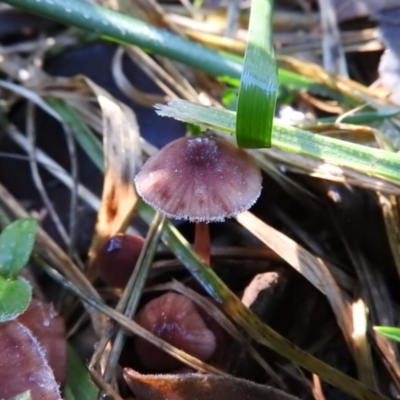 Mycena sp. (Mycena) at Fadden, ACT - 11 Jun 2016 by RyuCallaway