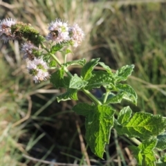 Mentha spicata (Garden Mint) at Tuggeranong Creek to Monash Grassland - 11 Apr 2016 by michaelb