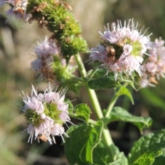 Mentha spicata at Monash, ACT - 11 Apr 2016