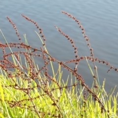 Rumex conglomeratus (Clustered Dock) at Monash, ACT - 11 Apr 2016 by MichaelBedingfield