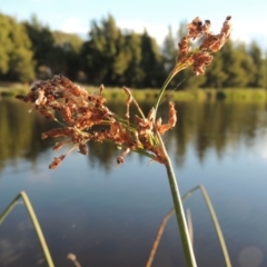 Schoenoplectus validus (River Club-rush) at Isabella Pond - 11 Apr 2016 by michaelb