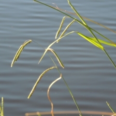 Paspalum dilatatum (Paspalum) at Monash, ACT - 11 Apr 2016 by michaelb