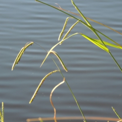 Paspalum dilatatum (Paspalum) at Monash, ACT - 11 Apr 2016 by MichaelBedingfield