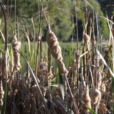 Typha domingensis (Bullrush) at Tuggeranong Creek to Monash Grassland - 11 Apr 2016 by michaelb