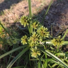 Cyperus eragrostis (Umbrella Sedge) at Tuggeranong Creek to Monash Grassland - 11 Apr 2016 by michaelb