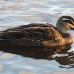 Anas superciliosa (Pacific Black Duck) at Monash, ACT - 11 Apr 2016 by MichaelBedingfield