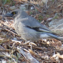 Strepera versicolor (Grey Currawong) at Isaacs Ridge and Nearby - 13 Jun 2016 by Mike