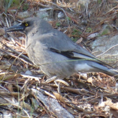 Strepera versicolor (Grey Currawong) at Isaacs Ridge - 13 Jun 2016 by Mike