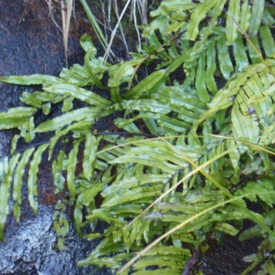 Blechnum minus (Soft Water Fern) at Paddys River, ACT - 13 Jun 2016 by Mike
