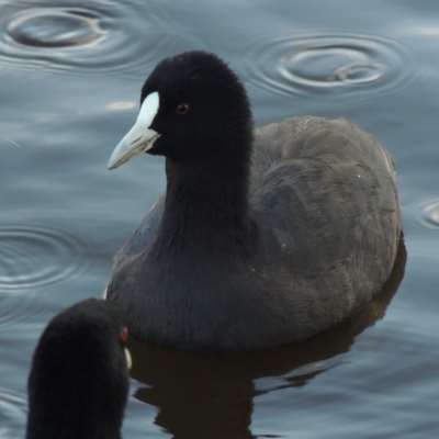 Fulica atra (Eurasian Coot) at Monash, ACT - 11 Apr 2016 by MichaelBedingfield