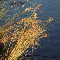 Juncus sp. (A Rush) at Isabella Pond - 11 Apr 2016 by michaelb