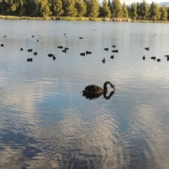 Cygnus atratus (Black Swan) at Monash, ACT - 11 Apr 2016 by MichaelBedingfield