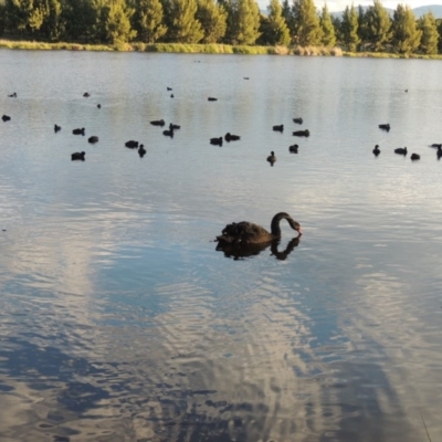 Cygnus atratus (Black Swan) at Monash, ACT - 11 Apr 2016 by MichaelBedingfield