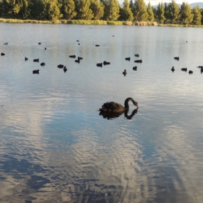 Cygnus atratus (Black Swan) at Isabella Pond - 11 Apr 2016 by michaelb