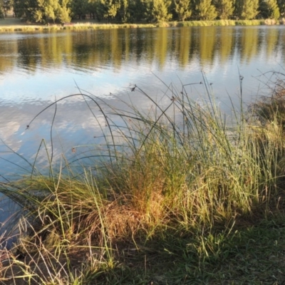 Schoenoplectus validus (River Club-rush) at Monash, ACT - 11 Apr 2016 by michaelb