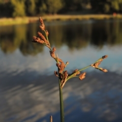 Schoenoplectus tabernaemontani at Monash, ACT - 11 Apr 2016