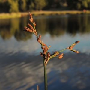 Schoenoplectus validus at Monash, ACT - 11 Apr 2016