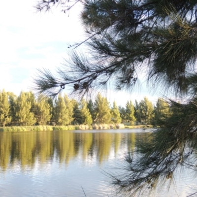 Casuarina cunninghamiana subsp. cunninghamiana (River She-Oak, River Oak) at Isabella Pond - 11 Apr 2016 by michaelb