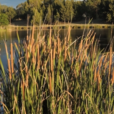 Typha domingensis (Bullrush) at Monash, ACT - 11 Apr 2016 by michaelb